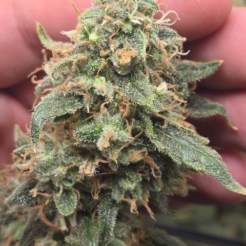 Taffy Tang 🫐 [TOPPING + LST / SCROG] growlog timeline photo