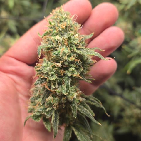 Taffy Tang 🫐 [TOPPING + LST / SCROG] growlog timeline photo