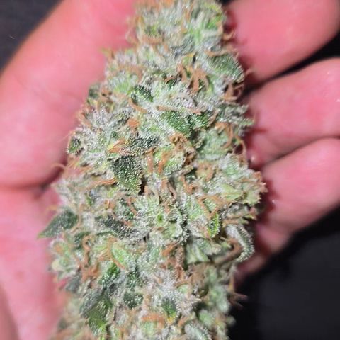 Taffy Tang 🫐 [TOPPING + LST / SCROG] growlog timeline photo