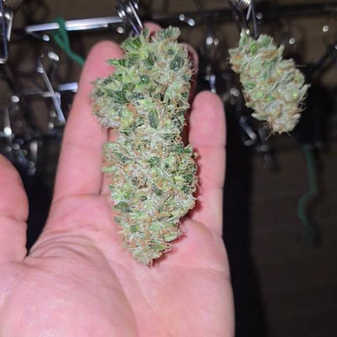 Taffy Tang 🫐 [TOPPING + LST / SCROG] growlog timeline photo