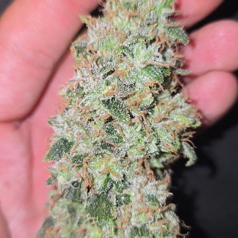 Taffy Tang 🫐 [TOPPING + LST / SCROG] growlog timeline photo