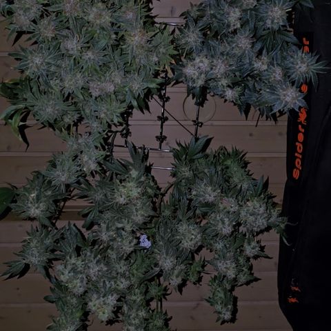 Northern Light Blue 🌌 [TOPPING + LST / SCROG] growlog timeline photo
