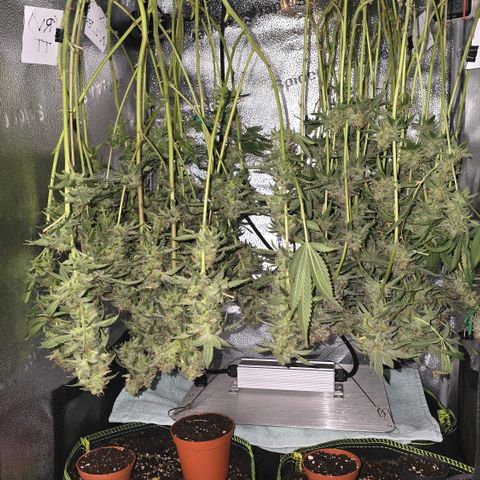 Northern Light Blue 🌌 [TOPPING + LST / SCROG] growlog timeline photo