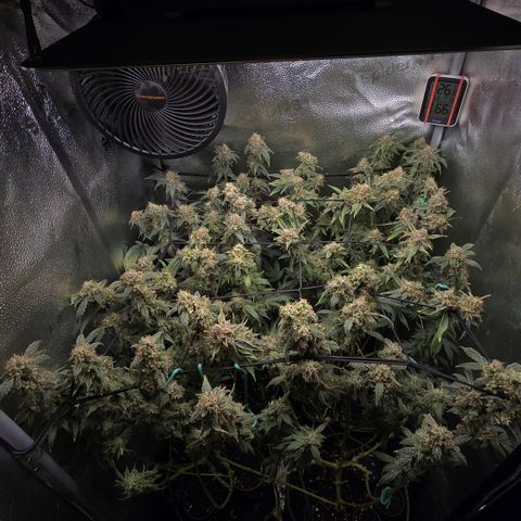 Northern Light Blue 🌌 [TOPPING + LST / SCROG] growlog timeline photo