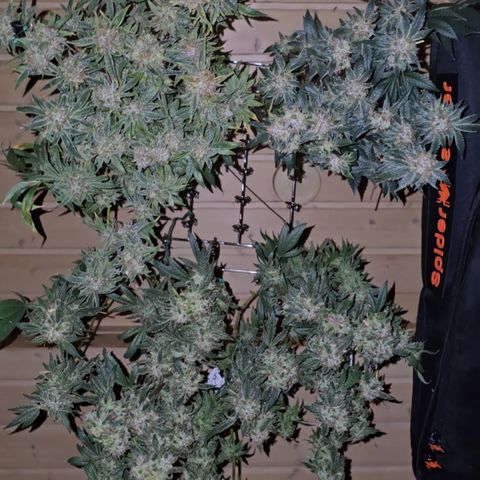 Northern Light Blue 🌌 [TOPPING + LST / SCROG] growlog timeline photo