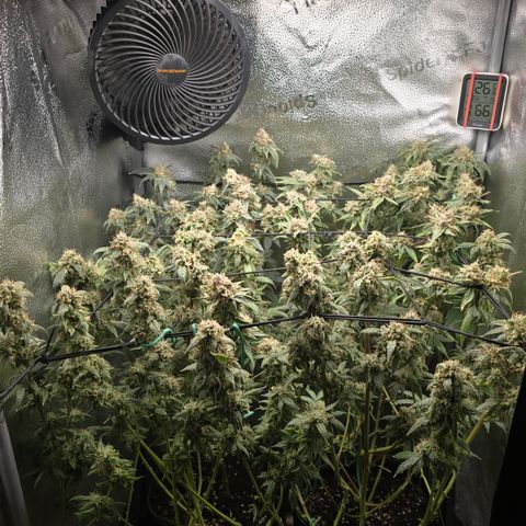 Northern Light Blue 🌌 [TOPPING + LST / SCROG] growlog timeline photo