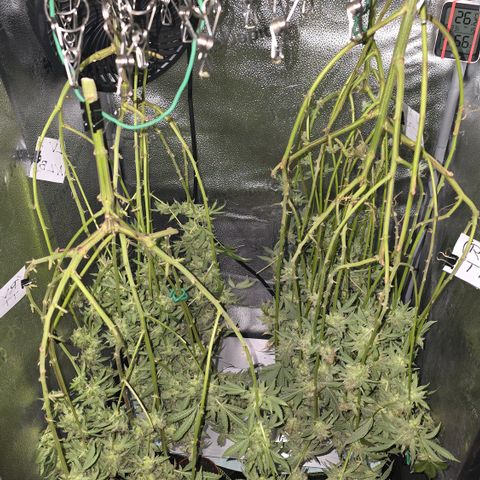 Northern Light Blue 🌌 [TOPPING + LST / SCROG] growlog timeline photo