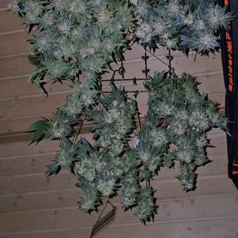 Northern Light Blue 🌌 [TOPPING + LST / SCROG] growlog timeline photo