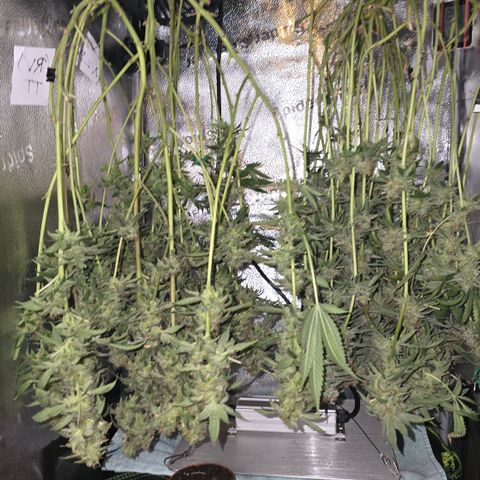 Northern Light Blue 🌌 [TOPPING + LST / SCROG] growlog timeline photo