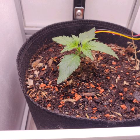 Wiki growlog timeline photo