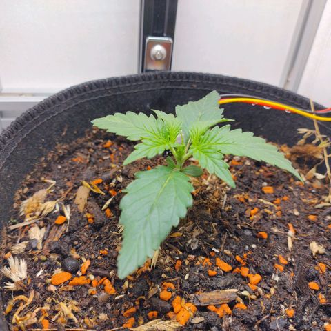 Wiki growlog timeline photo
