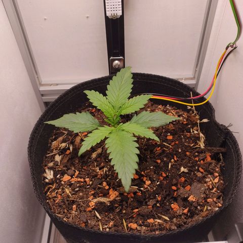 Wiki growlog timeline photo