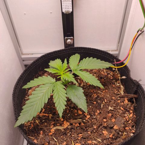 Wiki growlog timeline photo