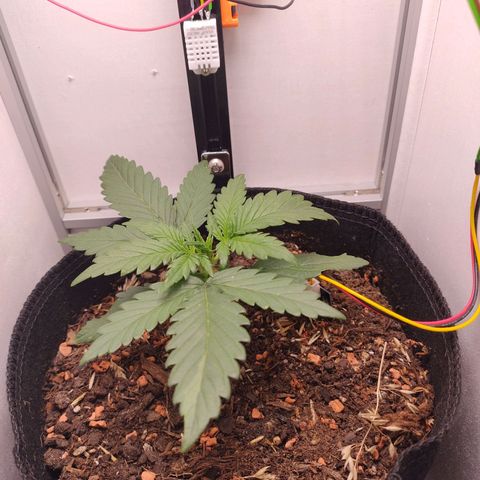Wiki growlog timeline photo