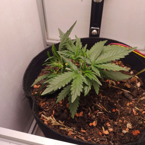 Wiki growlog timeline photo