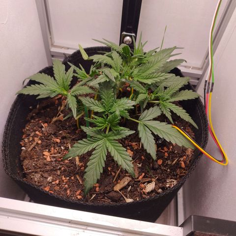 Wiki growlog timeline photo