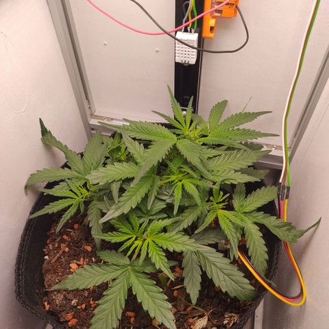 Wiki growlog timeline photo