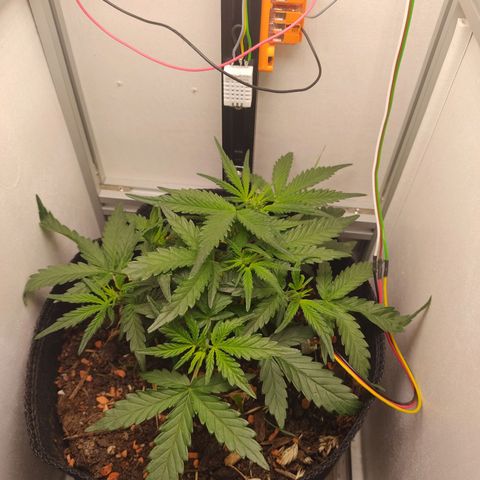 Wiki growlog timeline photo