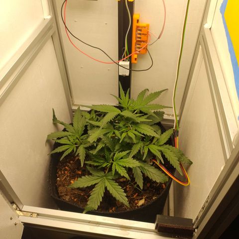Wiki growlog timeline photo