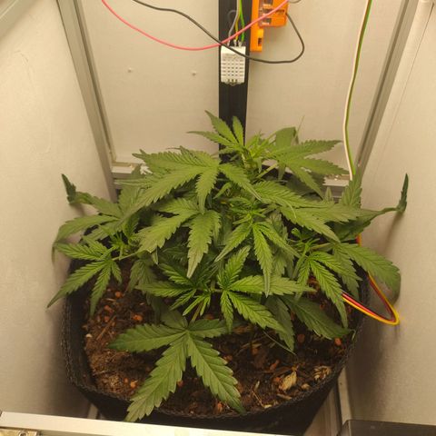 Wiki growlog timeline photo