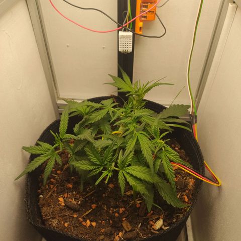 Wiki growlog timeline photo