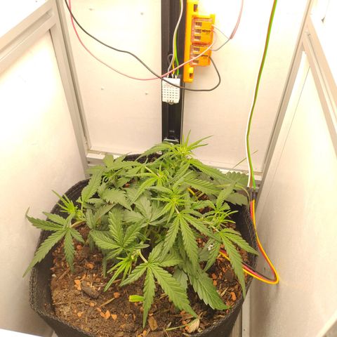 Wiki growlog timeline photo