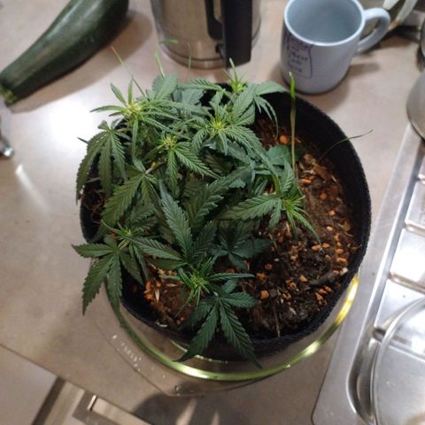 Wiki growlog timeline photo