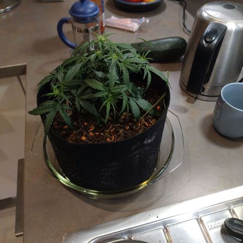 Wiki growlog timeline photo