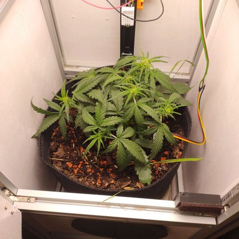 Wiki growlog timeline photo