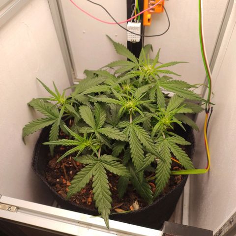 Wiki growlog timeline photo