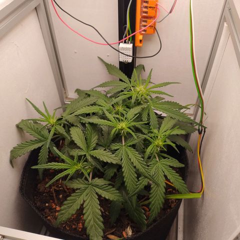 Wiki growlog timeline photo