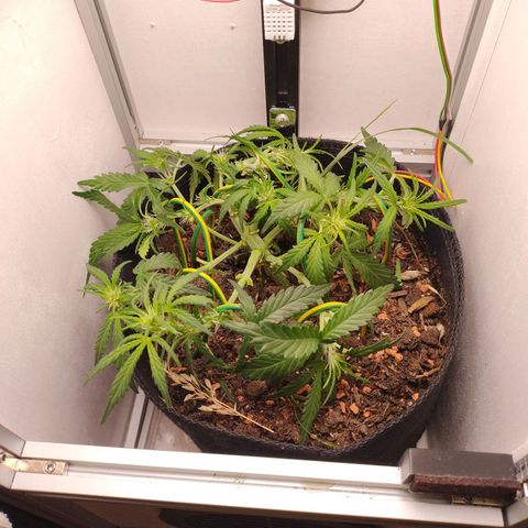 Wiki growlog timeline photo