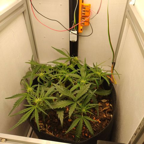 Wiki growlog timeline photo