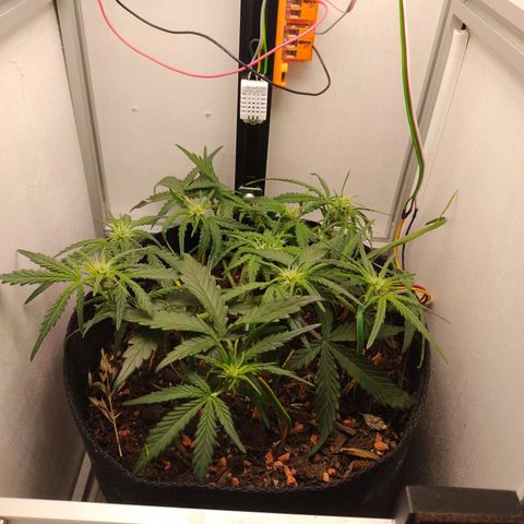 Wiki growlog timeline photo