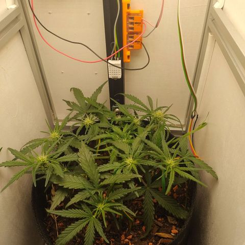 Wiki growlog timeline photo
