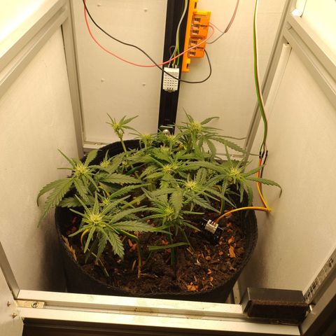 Wiki growlog timeline photo