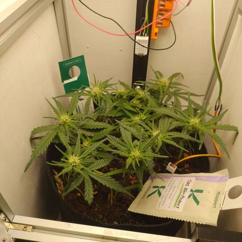 Wiki growlog timeline photo