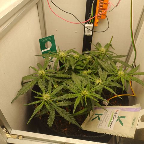 Wiki growlog timeline photo