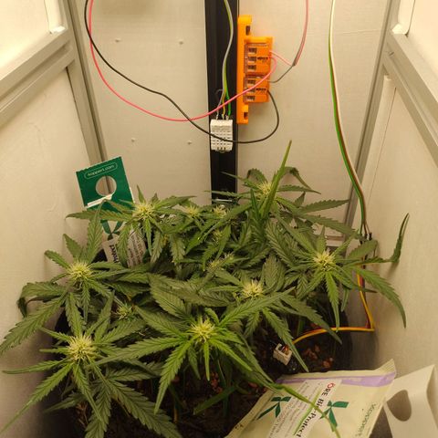 Wiki growlog timeline photo