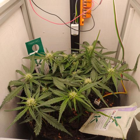 Wiki growlog timeline photo