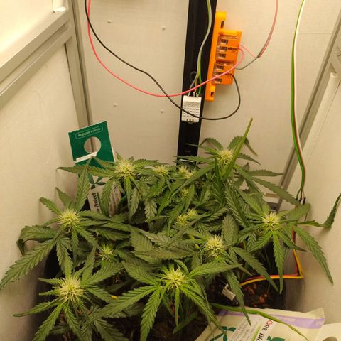 Wiki growlog timeline photo