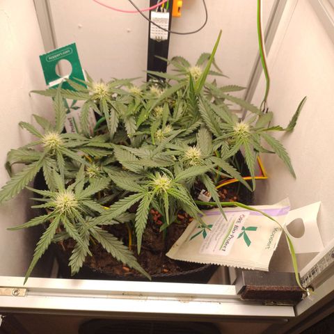 Wiki growlog timeline photo
