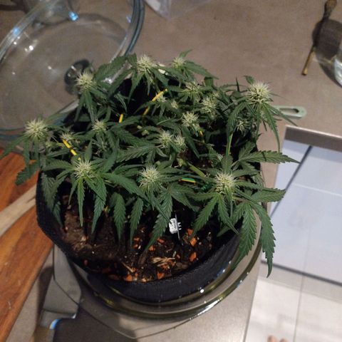 Wiki growlog timeline photo