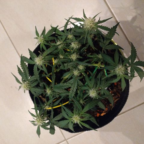 Wiki growlog timeline photo