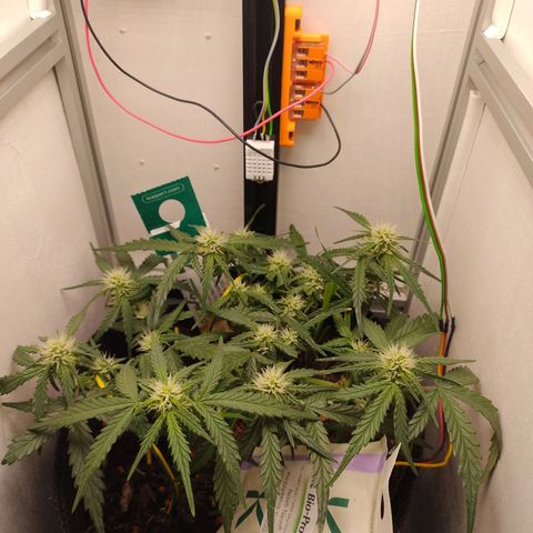 Wiki growlog timeline photo