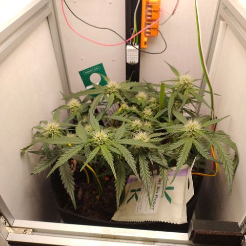 Wiki growlog timeline photo