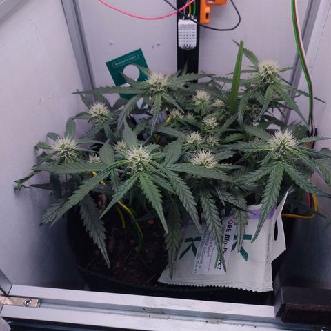 Wiki growlog timeline photo