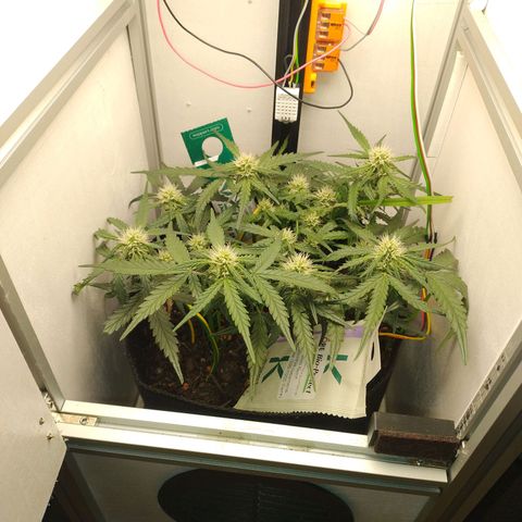 Wiki growlog timeline photo