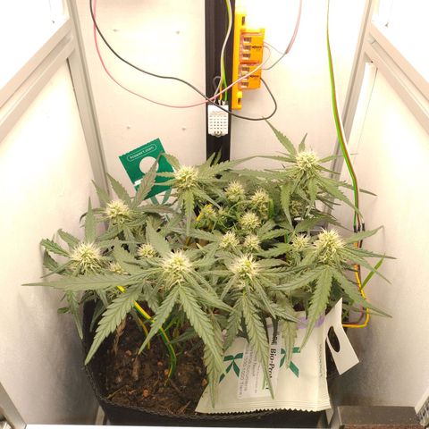 Wiki growlog timeline photo
