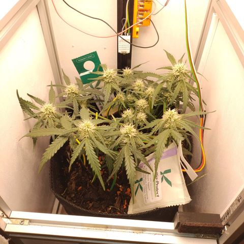 Wiki growlog timeline photo